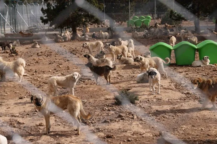Meram Belediyesi’nden sahipsiz köpek sorununa örnek çözüm